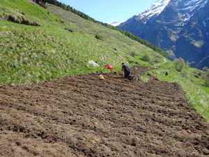 Campo coltivato a Germanionico