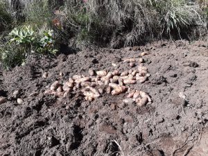 Patate coltivate a Germanionico