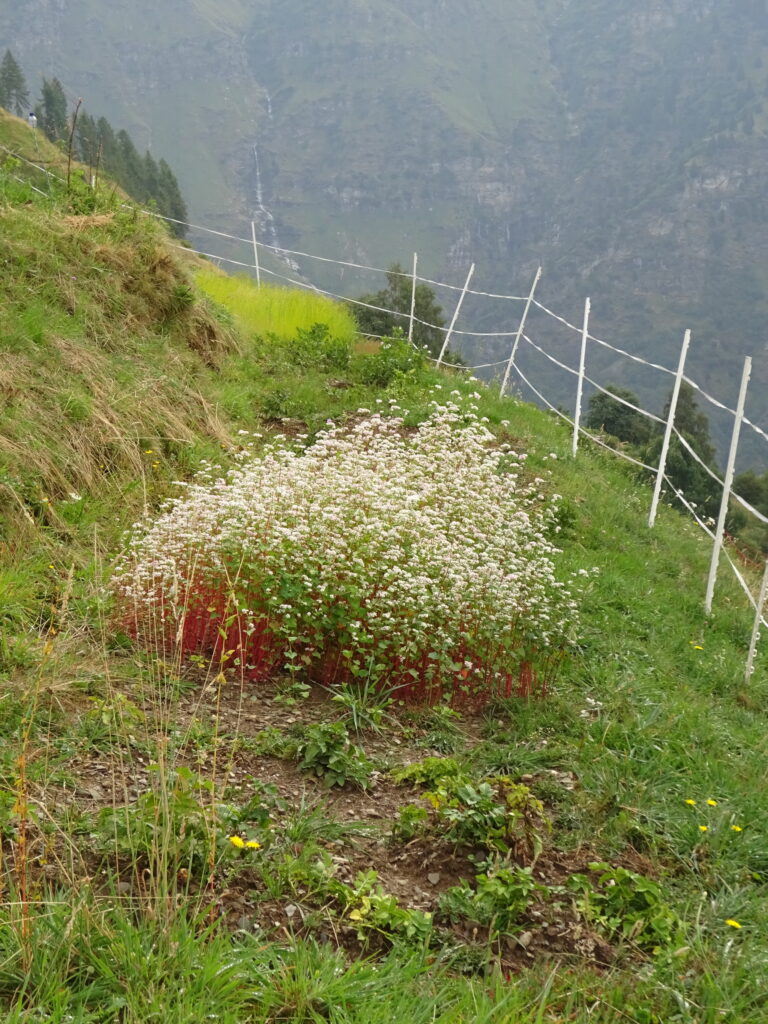 Coltivazione di grano saraceno a Germanionico