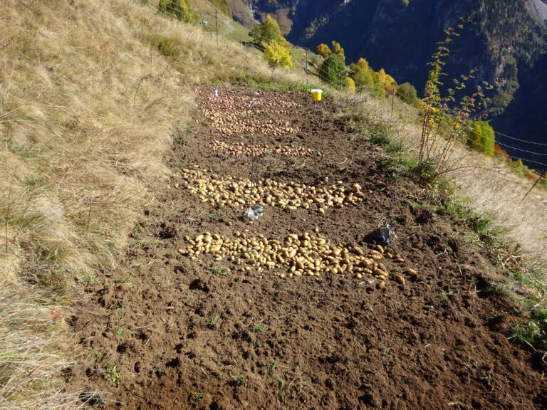 Campo di patate a Germanionico